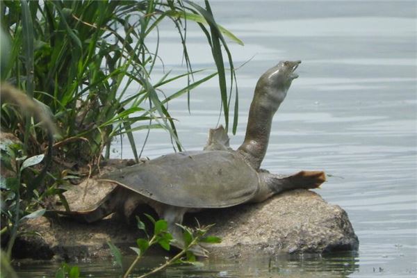梦见团鱼是什么意思