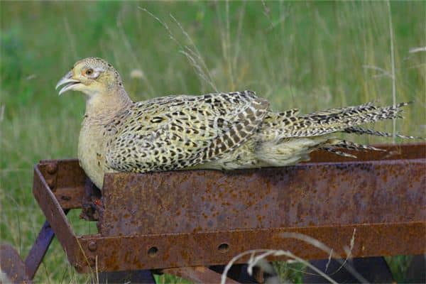 梦见抓野鸡是什么意思