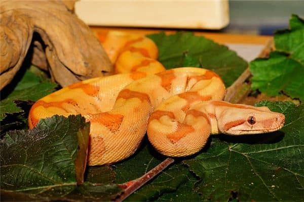 梦见黄金蟒蛇是什么意思