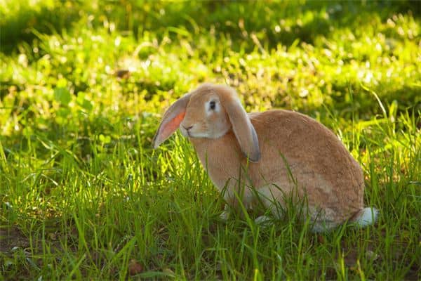 梦见逮住野兔是什么意思