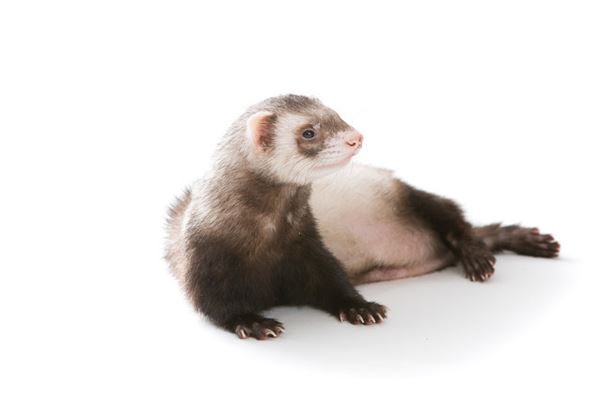 梦见驱赶黄鼠狼是什么意思