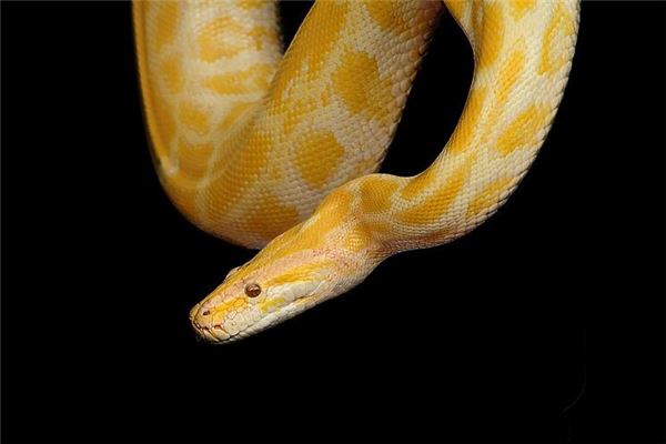 梦见蟒蛇吃人是什么意思