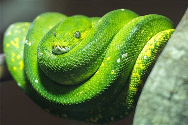 梦见被蟒蛇咬是什么意思