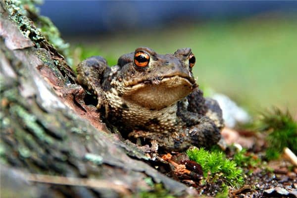 梦见蛤蟆是什么意思