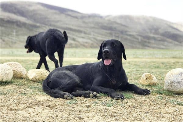 梦见男人黑狗是什么意思