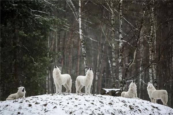 梦见狼群追我是什么意思