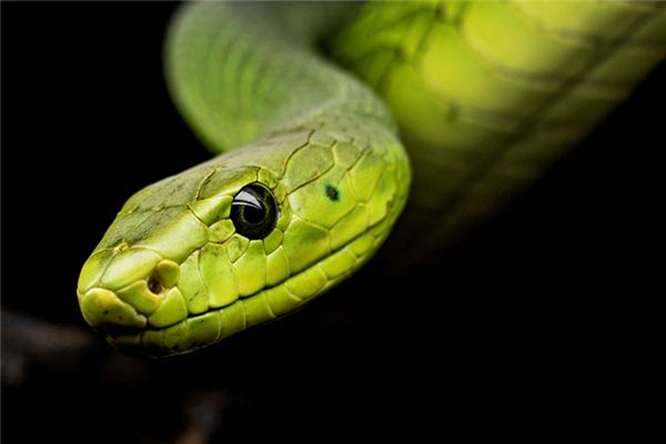 梦见蛇咬我没咬到是什么意思