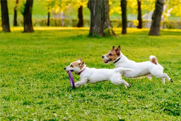 梦见两只小狗是什么意思