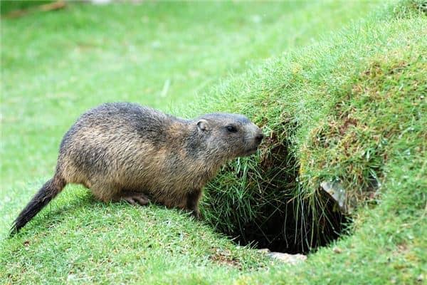 梦见杀老鼠是什么意思