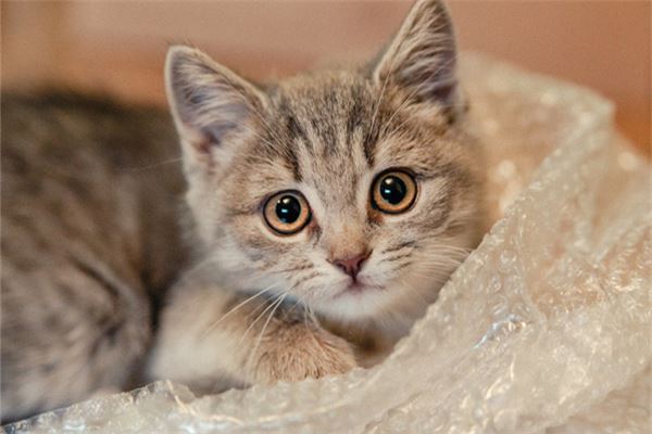 梦见小奶猫是什么意思