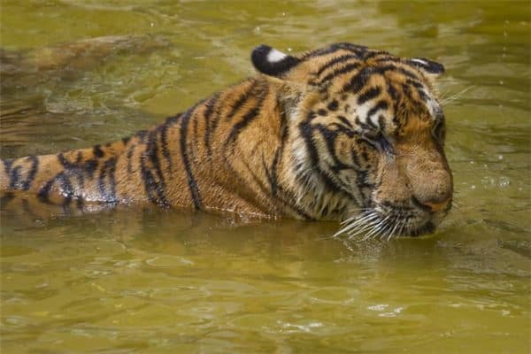 梦见吃老虎肉是什么意思