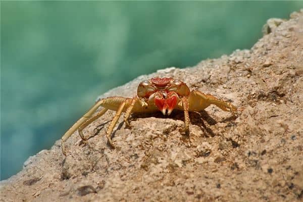 梦见做梦被螃蟹夹是什么意思