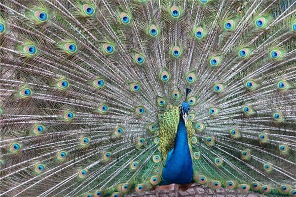 梦见孔雀是什么意思吗是什么意思