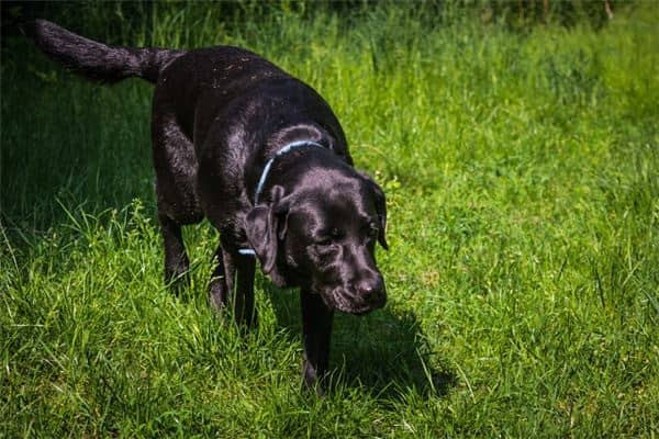 梦见大黑狗是什么意思