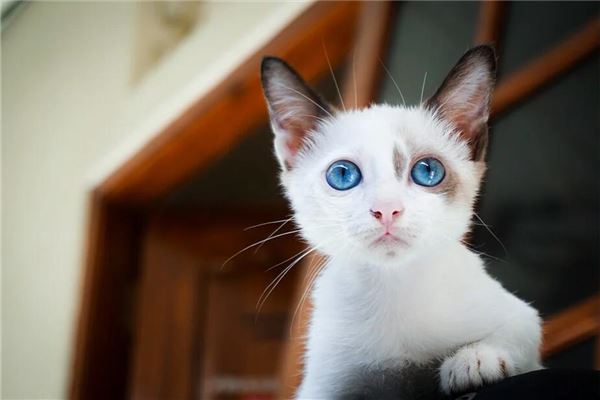 梦见白猫是什么意思