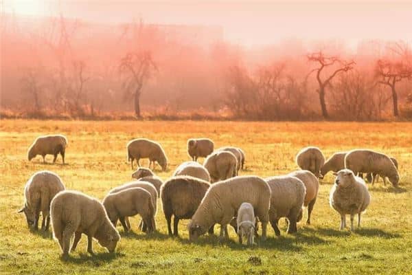 梦见羊群是什么意思