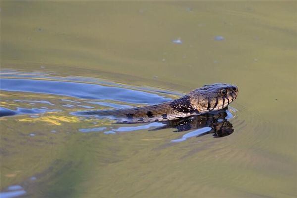 被蛇咬了一口 被蛇咬了一口