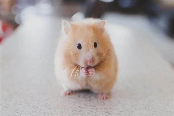 梦见床上有老鼠是什么意思