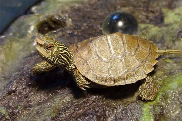 梦见女人被乌龟追是什么意思