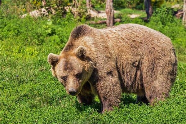 梦见熊是什么意思