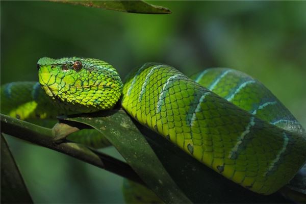 梦见白色大蟒蛇是什么意思