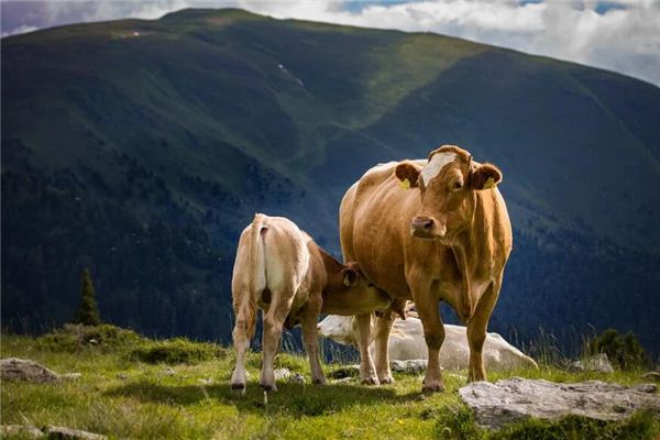 梦见牛拉屎是什么意思
