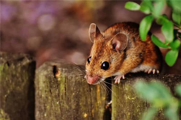 梦见捉老鼠是什么意思