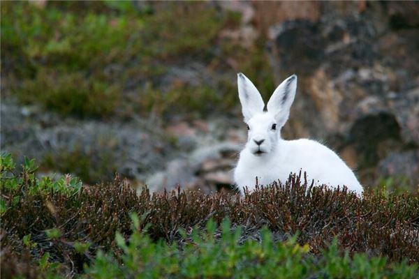 梦见兔子咬我手是什么意思