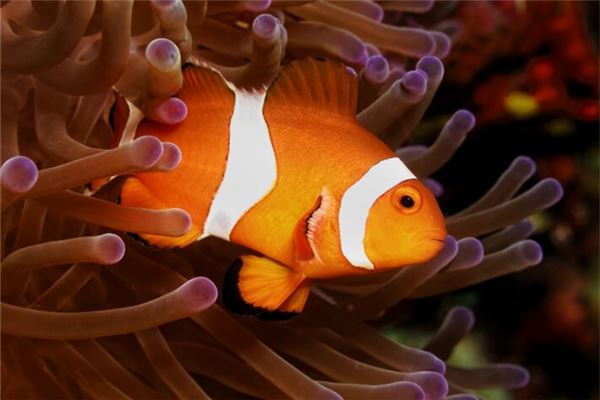 梦见孕妇鱼是什么意思