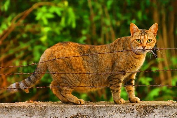 梦见猫怀孕是什么意思