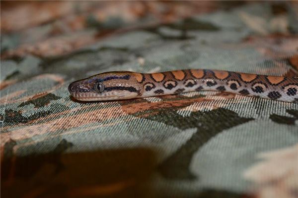 梦见巨蟒是什么意思