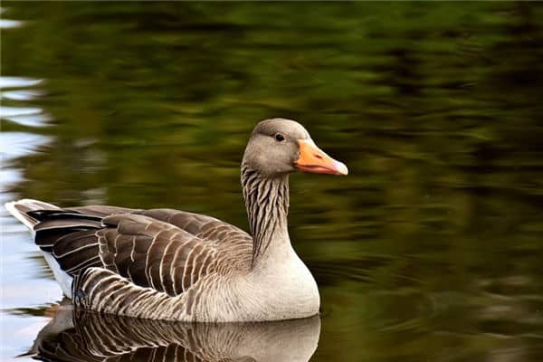 梦见被鹅咬是什么意思