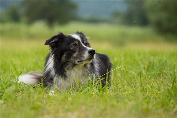 梦见狗下崽是什么意思