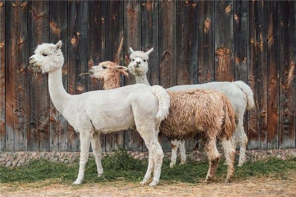 梦见羊驼是什么意思