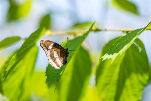 梦见飞虫是什么意思