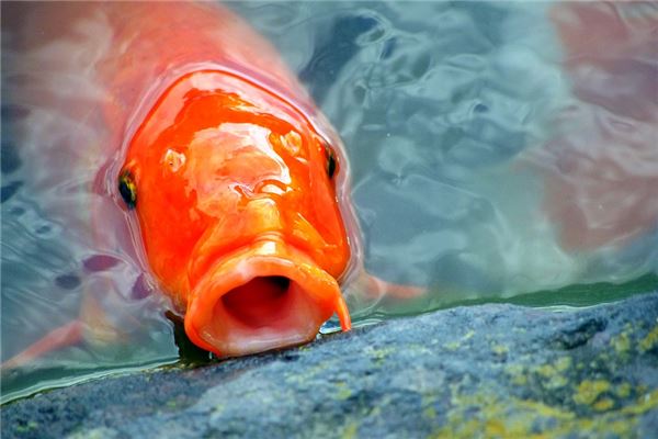 梦见钓到红鲤鱼是什么意思