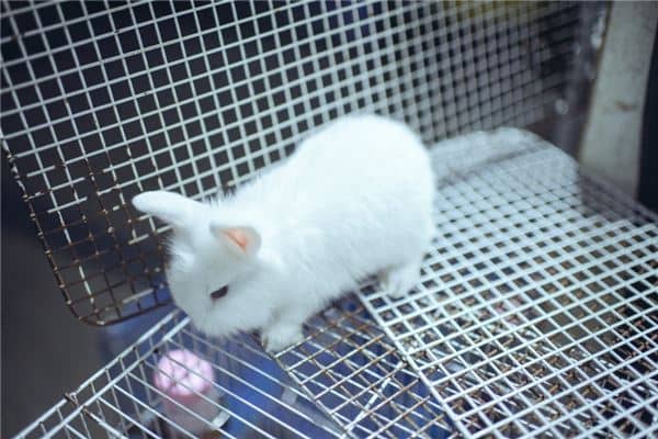 梦见小白兔是什么意思