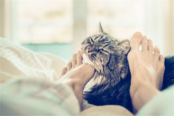 梦见自己残忍杀猫是什么意思