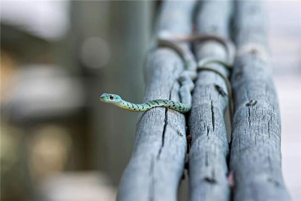 梦见小蛇是什么意思