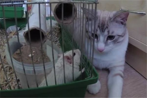 梦见猫和老鼠是什么意思