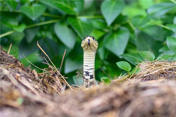 梦见蛇怎么说是什么意思
