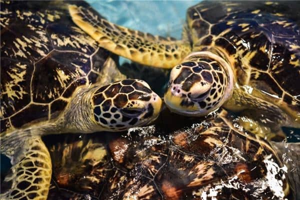 梦见好多乌龟是什么意思