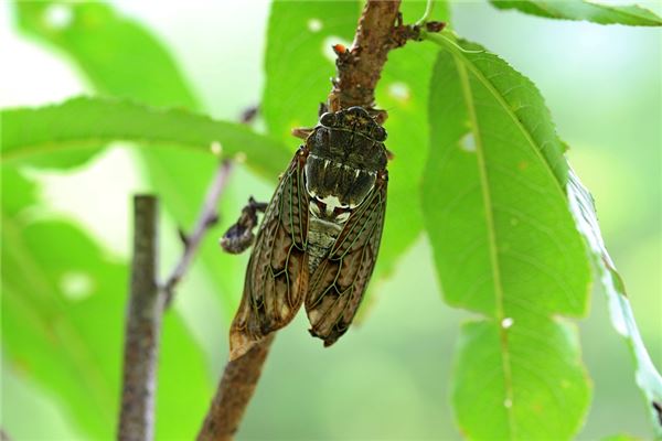 梦见蝉是什么意思