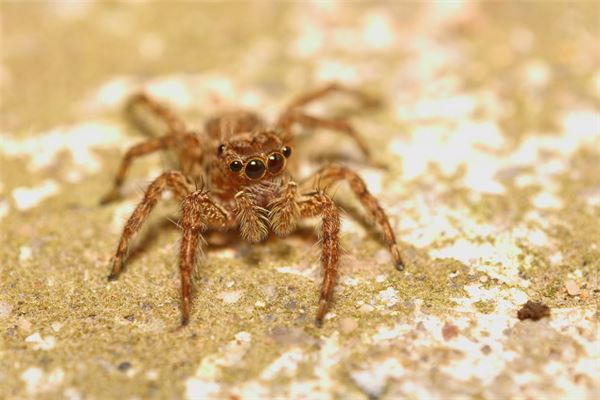 梦见很多蜘蛛是什么意思