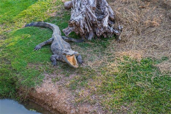梦见鳄鱼咬自己是什么意思