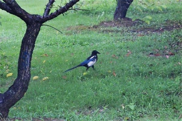 梦见喜鹊是什么意思