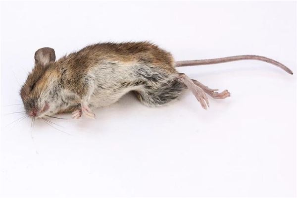 梦见好多死老鼠是什么意思