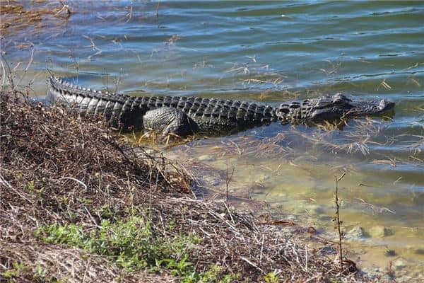 梦见好多鳄鱼是什么意思