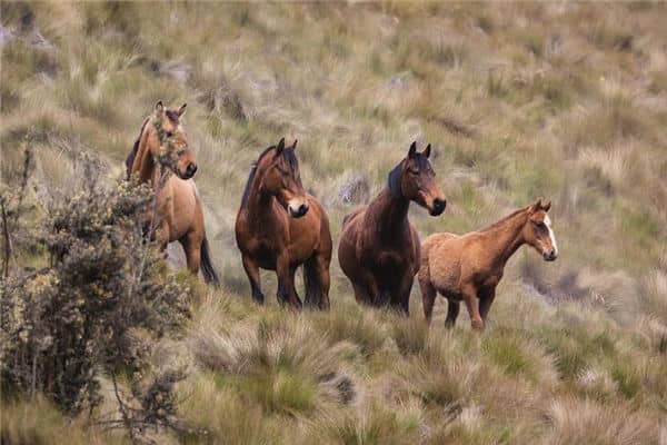 梦见马奔跑是什么意思