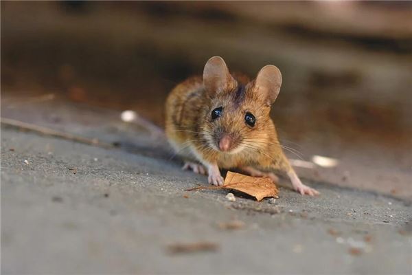 梦见一只大老鼠是什么意思